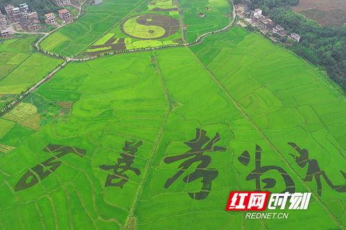 胜桥镇红网,红网映照下的乡村振兴新篇章