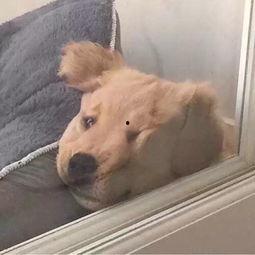 沙雕头像可爱快手网红,可爱网红圈粉无数