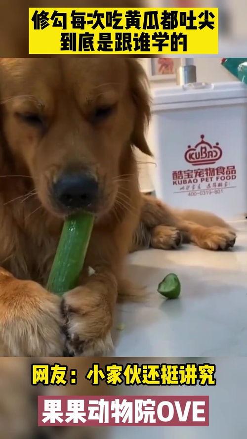 最新吃瓜金毛,揭秘娱乐圈最新热点事件