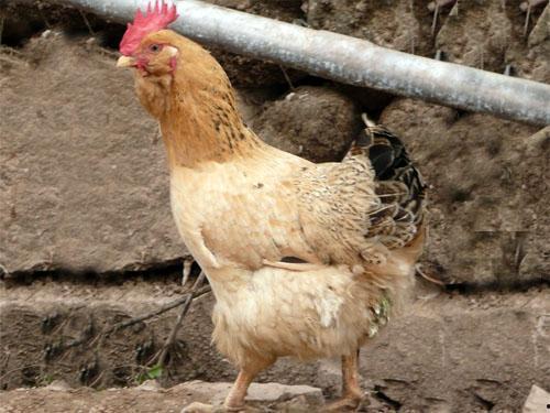 龙岩象洞鸡今日头条