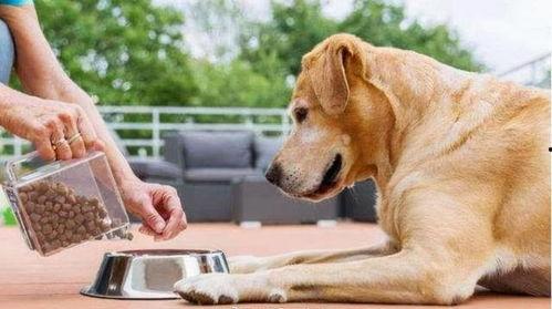 狗砸皮肤最新爆料视频,神秘特效与独特设计首次曝光