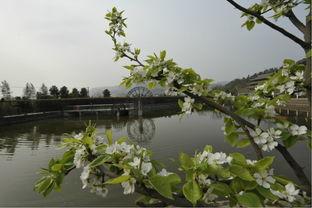 苍溪梨花节有哪些明星,璀璨星光闪耀盛会