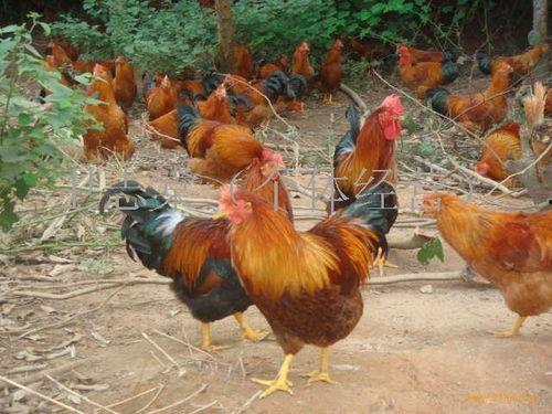 广西灵山土鸡今日头条,探寻绿色生态养殖的鲜美传奇”