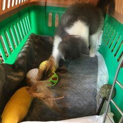 红猫本营网,揭秘网络红人的崛起与影响力